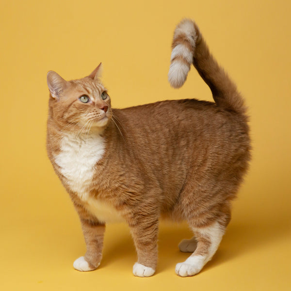 Cats
