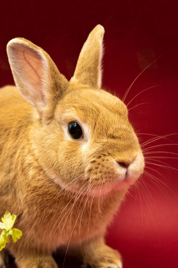 Rabbits